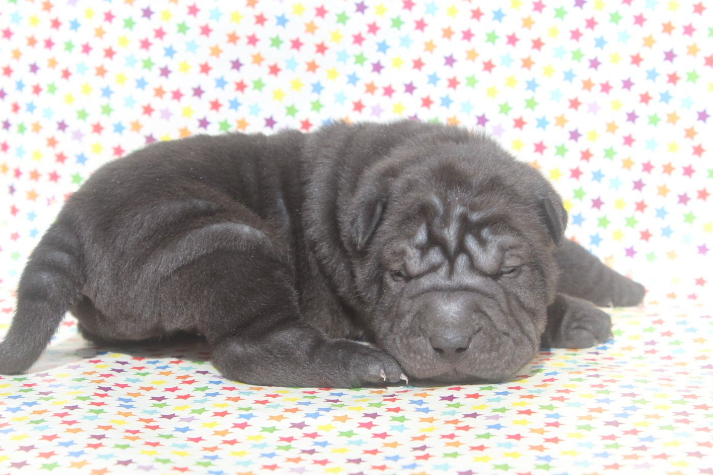 of caniland's dream - Chiots disponibles - Shar Pei