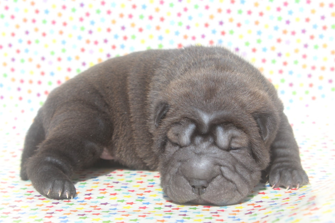 of caniland's dream - Chiots disponibles - Shar Pei