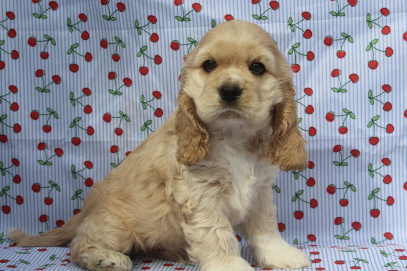 of caniland's dream - Chiots disponibles - American Cocker Spaniel