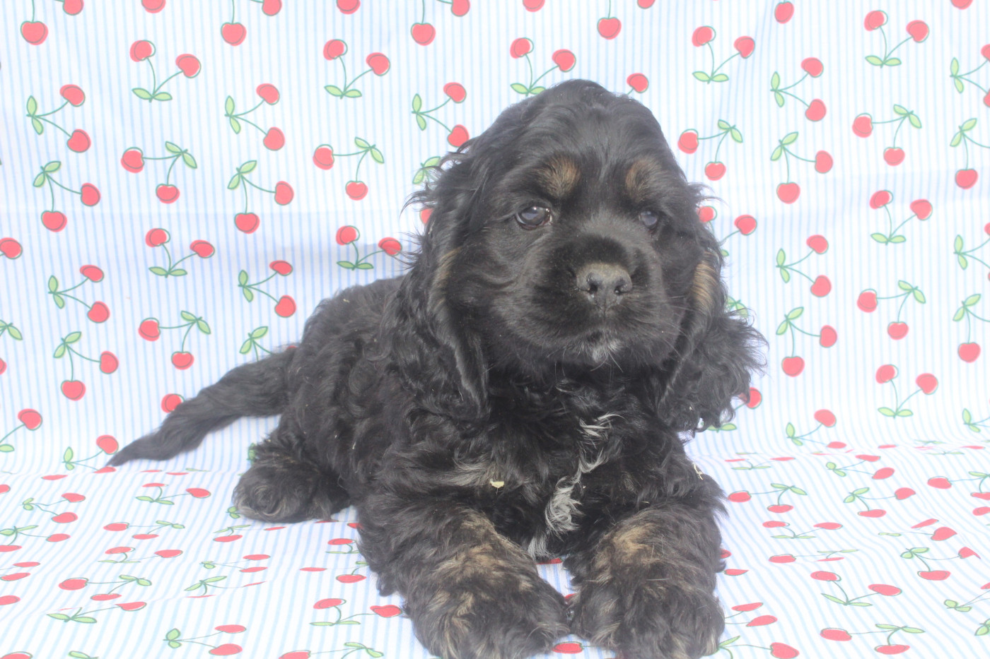 of caniland's dream - Chiots disponibles - American Cocker Spaniel