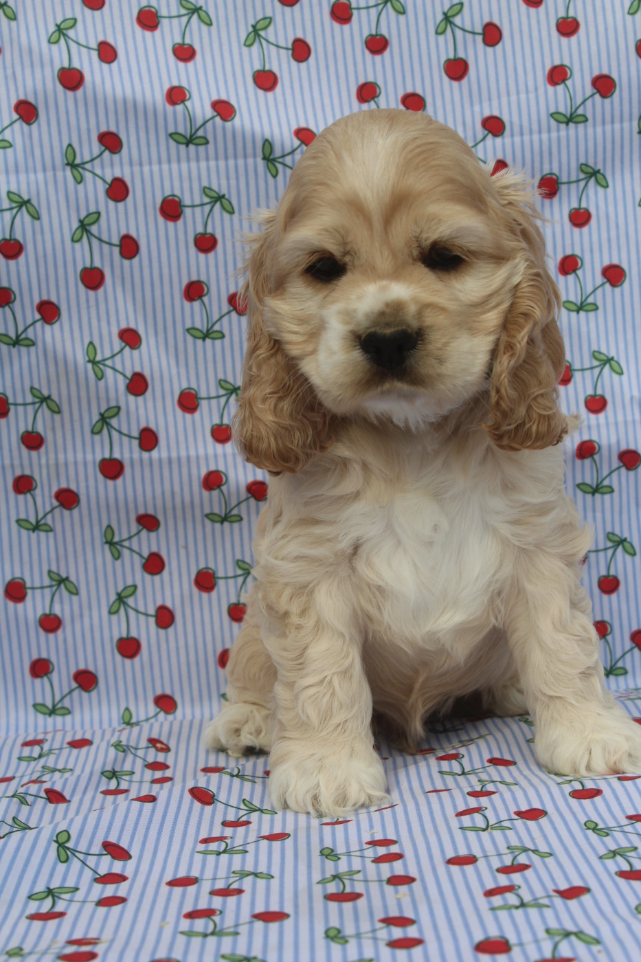 of caniland's dream - Chiots disponibles - American Cocker Spaniel