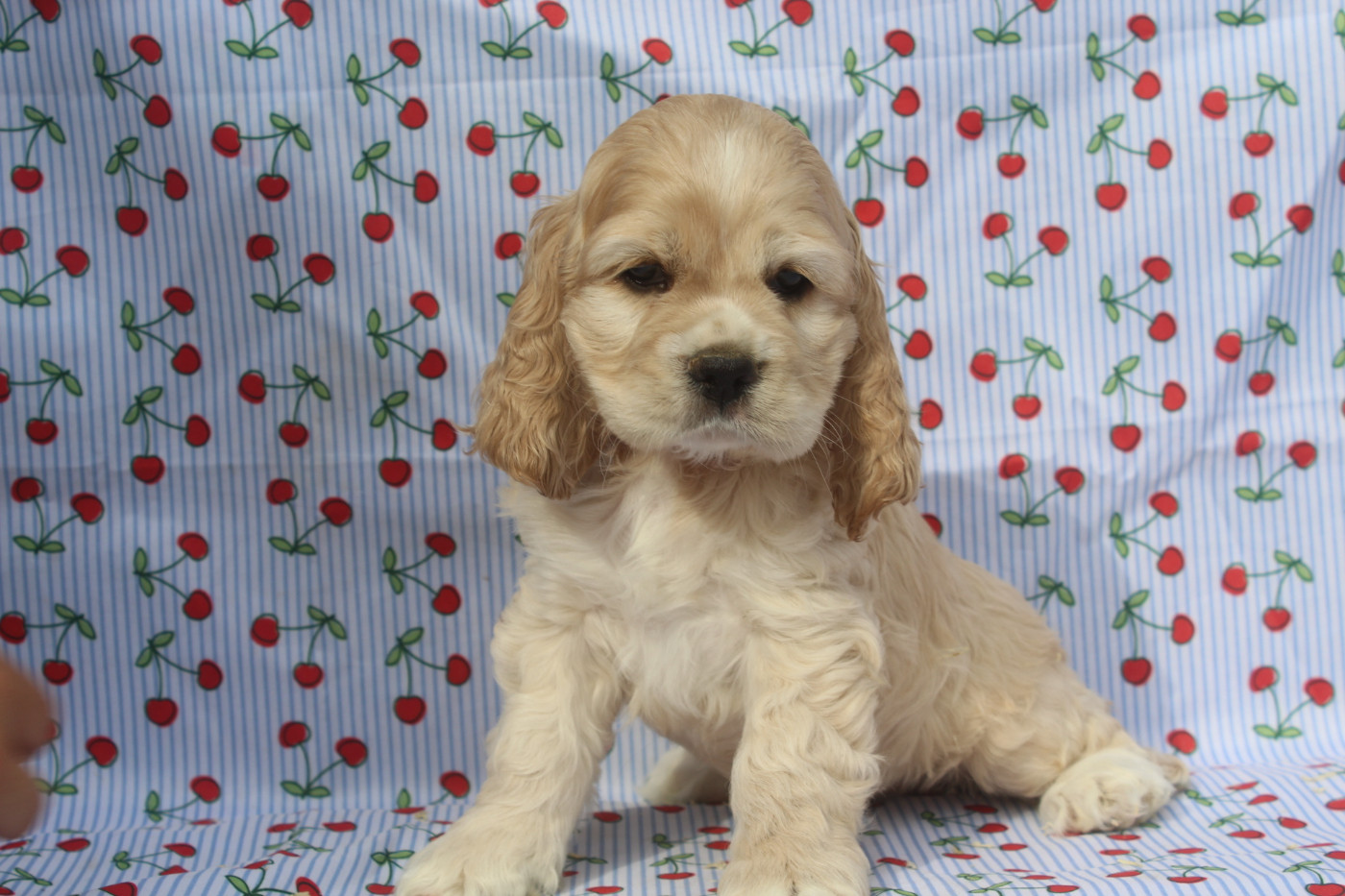 of caniland's dream - Chiots disponibles - American Cocker Spaniel