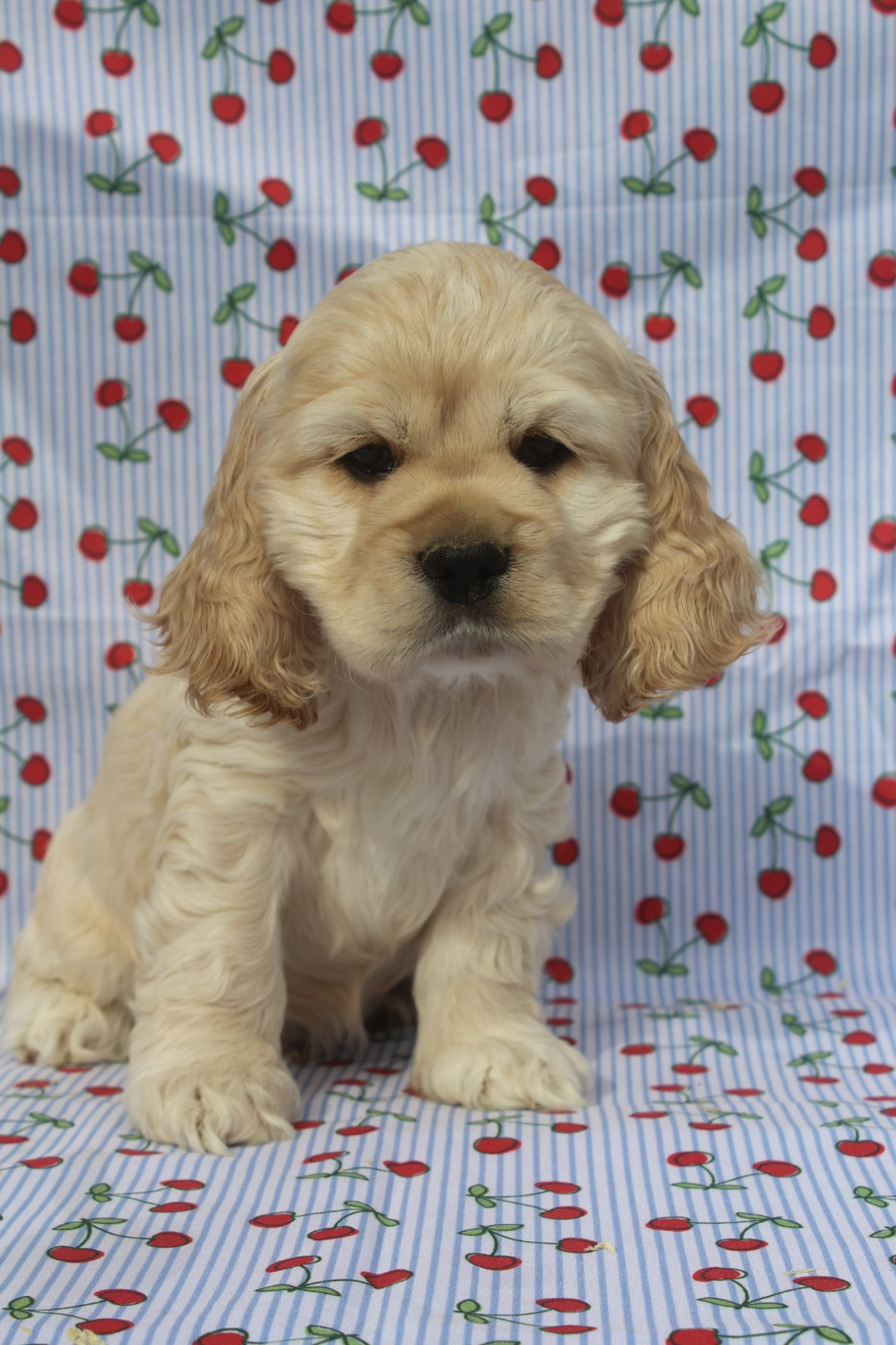 of caniland's dream - Chiots disponibles - American Cocker Spaniel