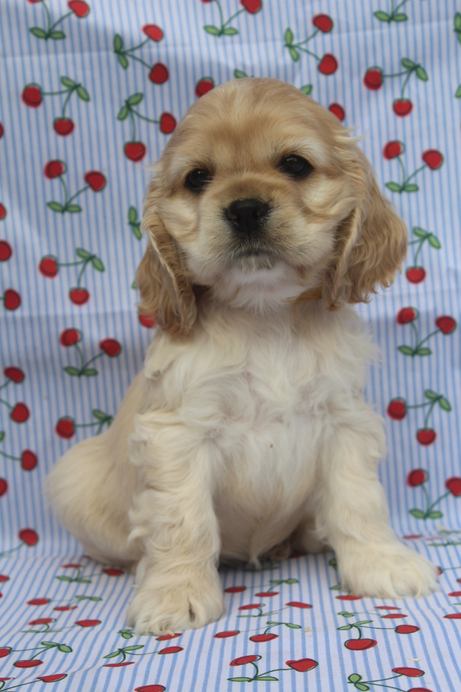 of caniland's dream - Chiots disponibles - American Cocker Spaniel