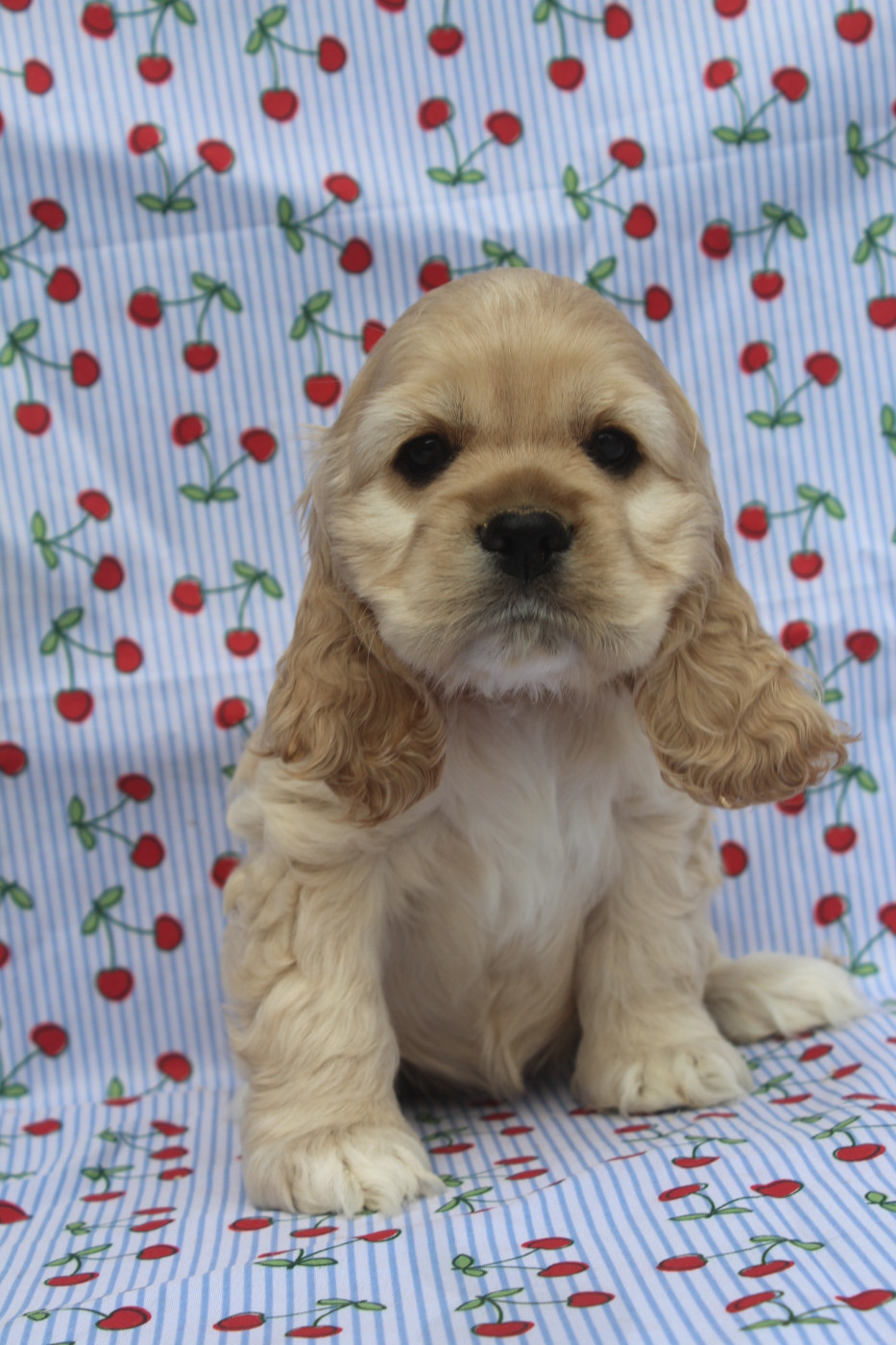 of caniland's dream - Chiots disponibles - American Cocker Spaniel