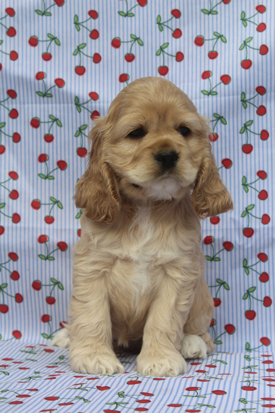 of caniland's dream - Chiots disponibles - American Cocker Spaniel