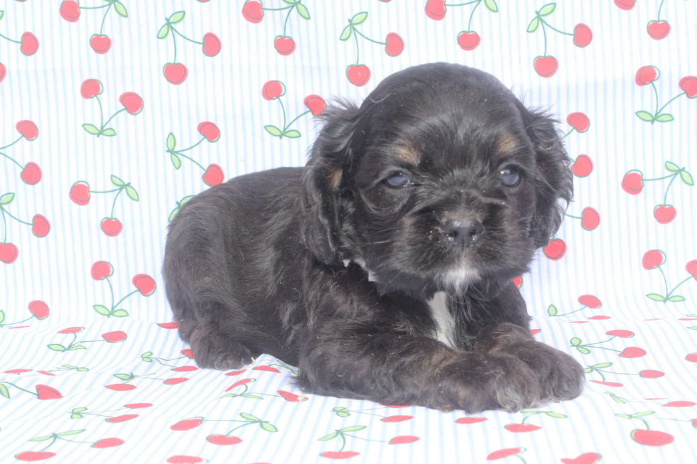 of caniland's dream - Chiots disponibles - American Cocker Spaniel