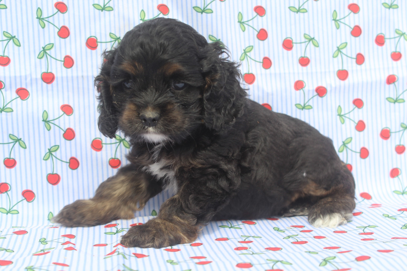 of caniland's dream - Chiots disponibles - American Cocker Spaniel