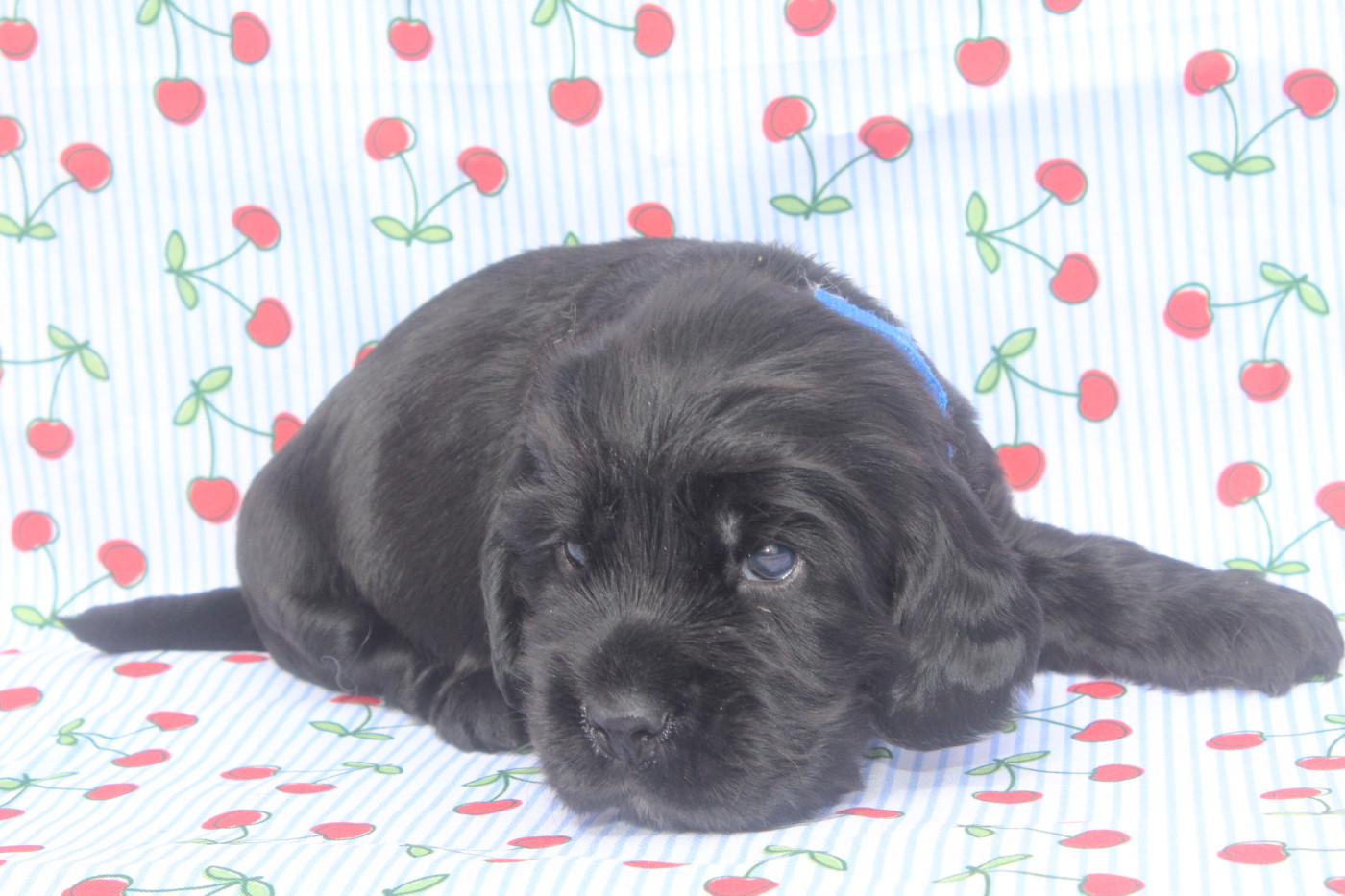 of caniland's dream - Chiots disponibles - Cocker Spaniel Anglais