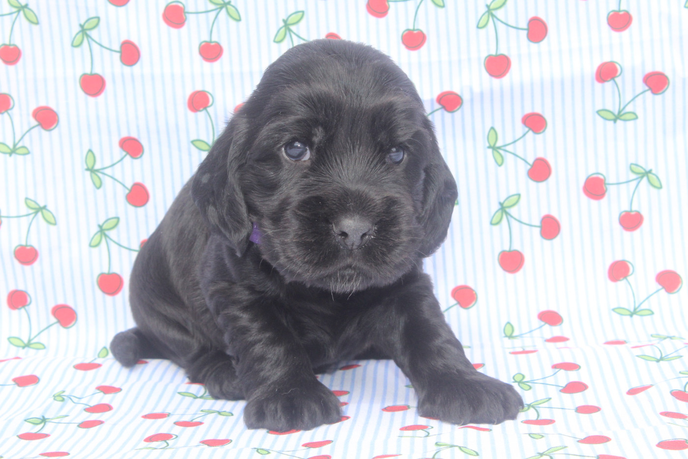 of caniland's dream - Chiots disponibles - Cocker Spaniel Anglais