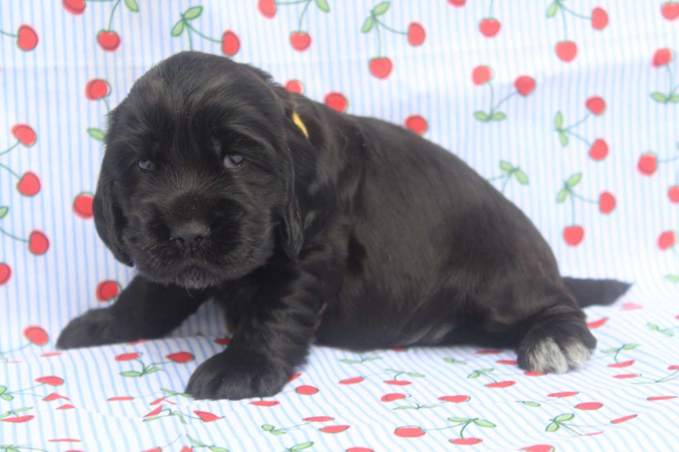 of caniland's dream - Chiots disponibles - Cocker Spaniel Anglais