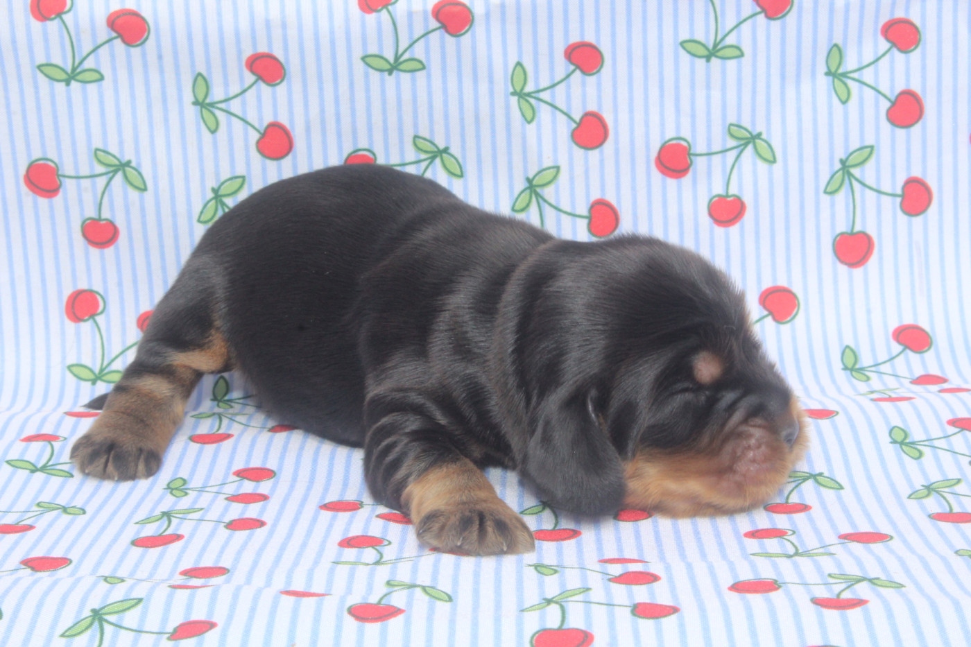 of caniland's dream - Chiots disponibles - Cocker Spaniel Anglais