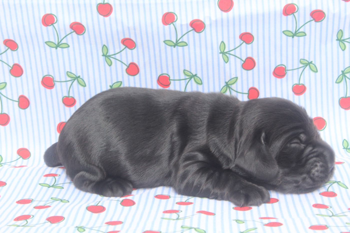 of caniland's dream - Chiots disponibles - Cocker Spaniel Anglais