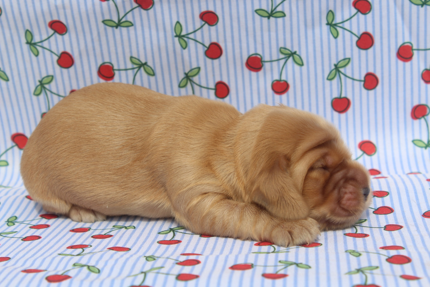 of caniland's dream - Chiots disponibles - Cocker Spaniel Anglais