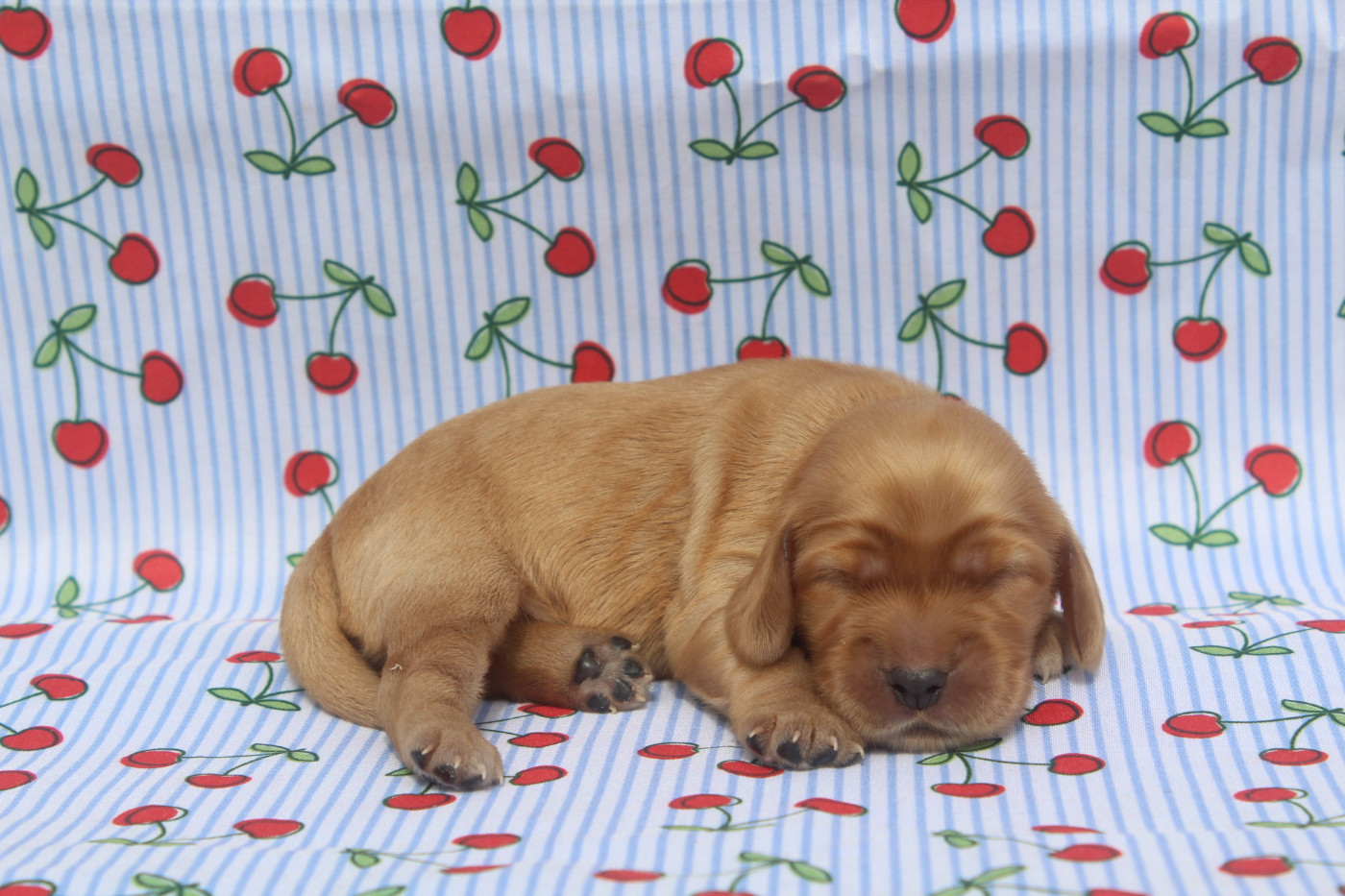 of caniland's dream - Chiots disponibles - Cocker Spaniel Anglais