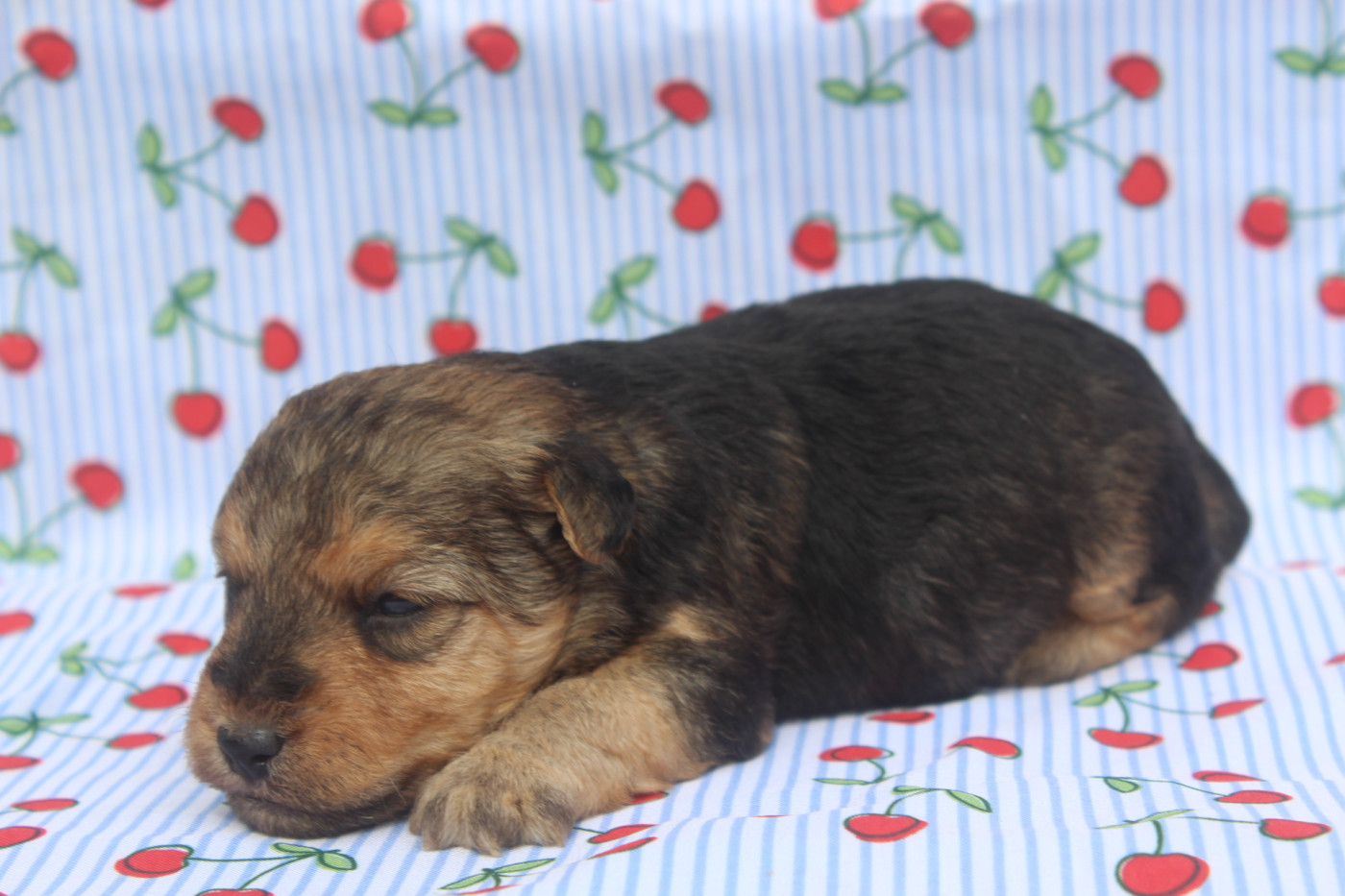 of caniland's dream - Chiots disponibles - Lakeland Terrier