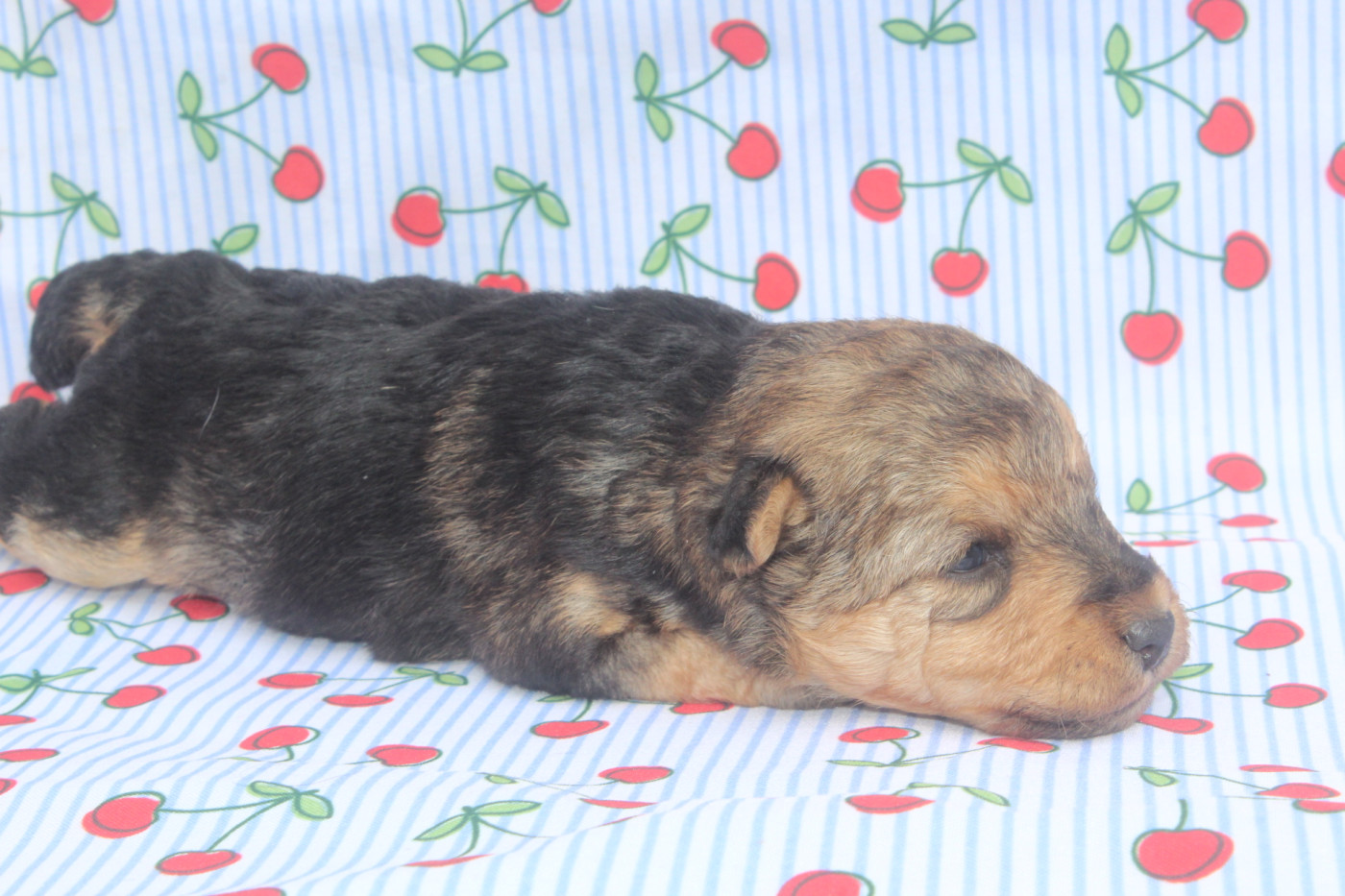 of caniland's dream - Chiots disponibles - Lakeland Terrier