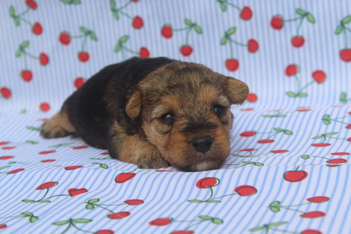 of caniland's dream - Chiots disponibles - Lakeland Terrier