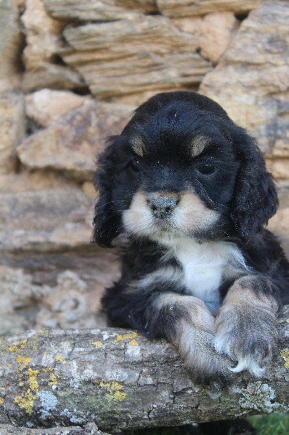 of caniland's dream - Chiots disponibles - American Cocker Spaniel