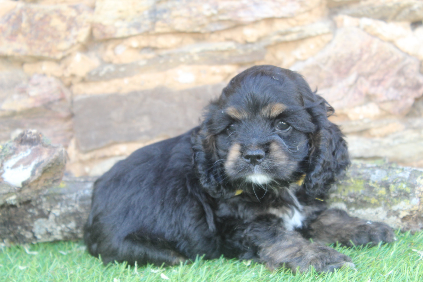 of caniland's dream - Chiots disponibles - American Cocker Spaniel