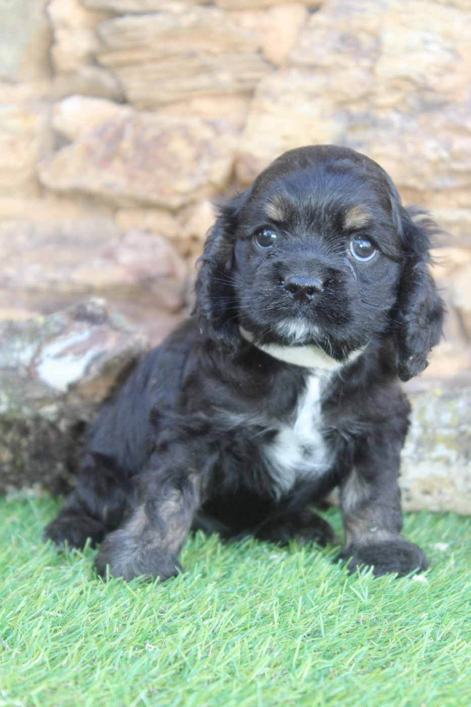 of caniland's dream - Chiots disponibles - American Cocker Spaniel