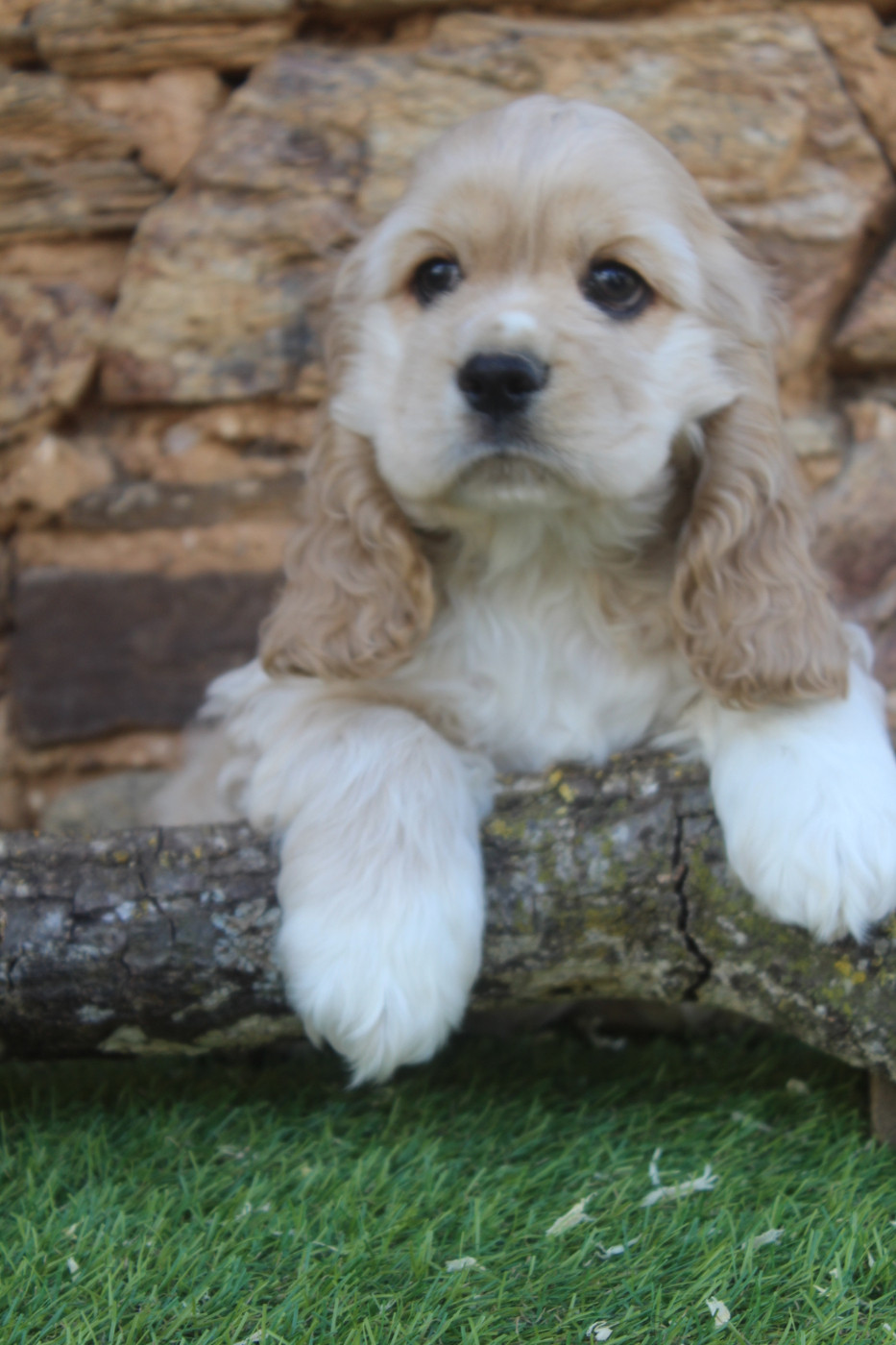 of caniland's dream - Chiots disponibles - American Cocker Spaniel