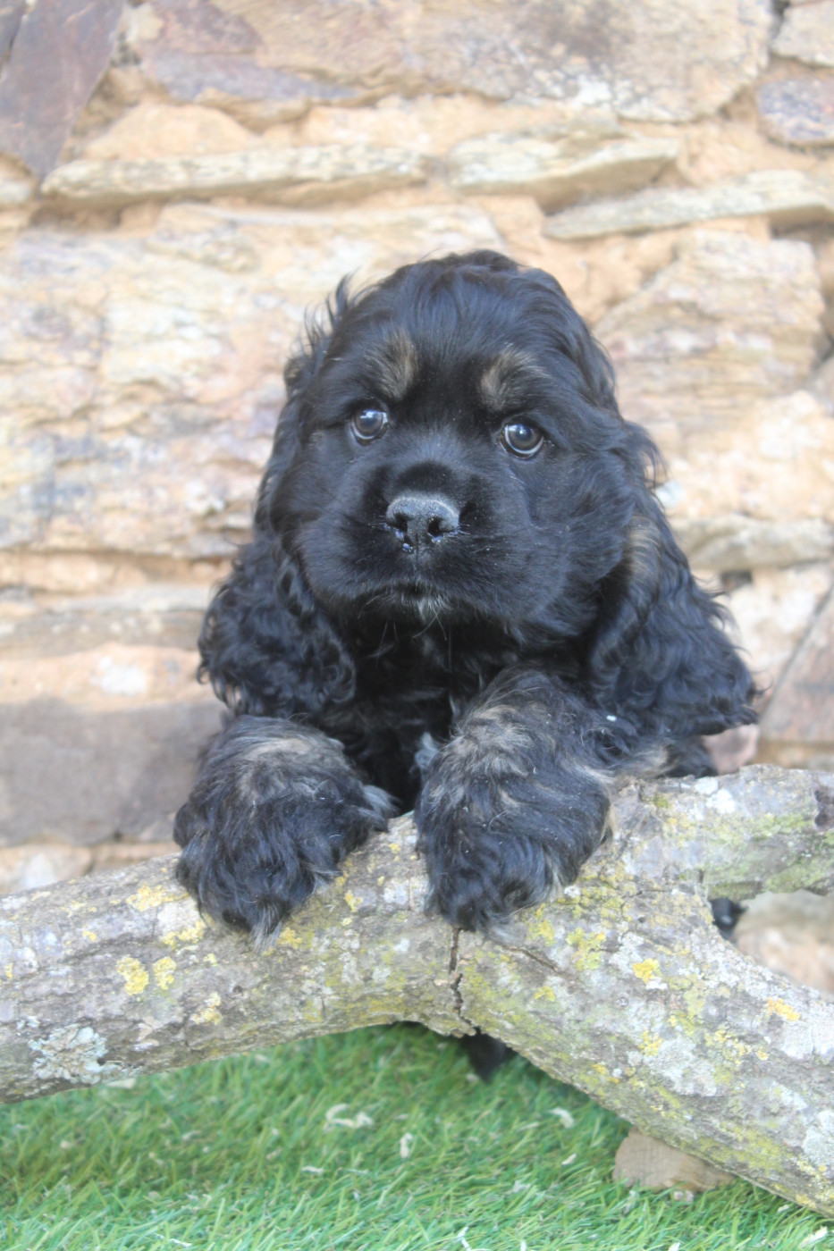 of caniland's dream - Chiots disponibles - American Cocker Spaniel