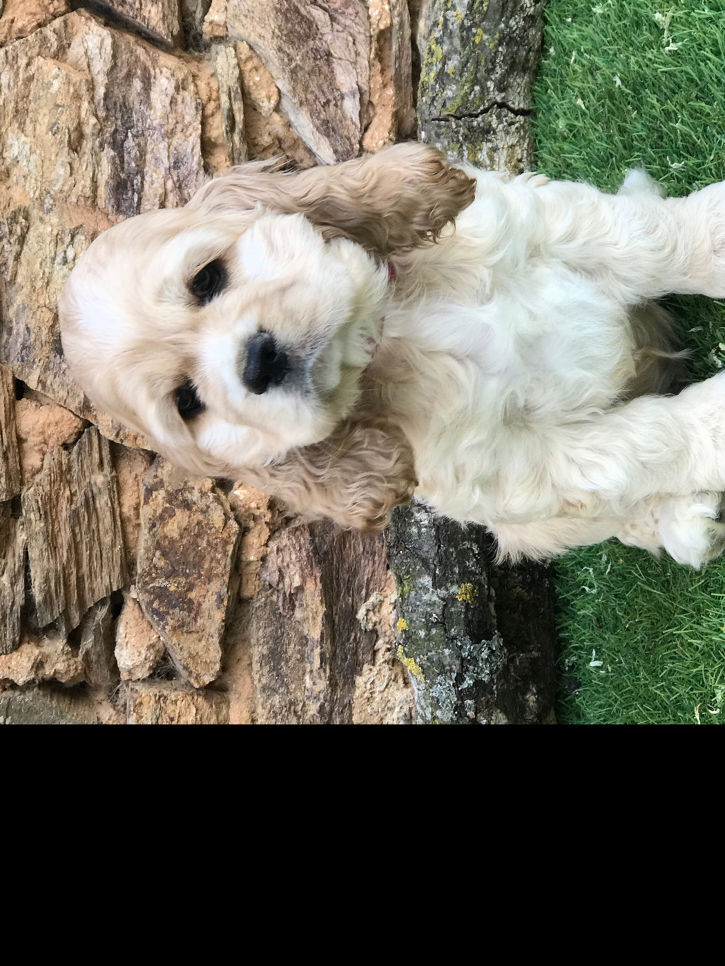 of caniland's dream - Chiots disponibles - American Cocker Spaniel