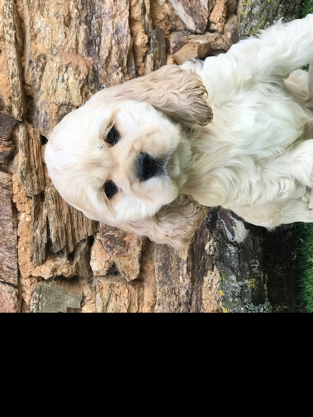 of caniland's dream - Chiots disponibles - American Cocker Spaniel