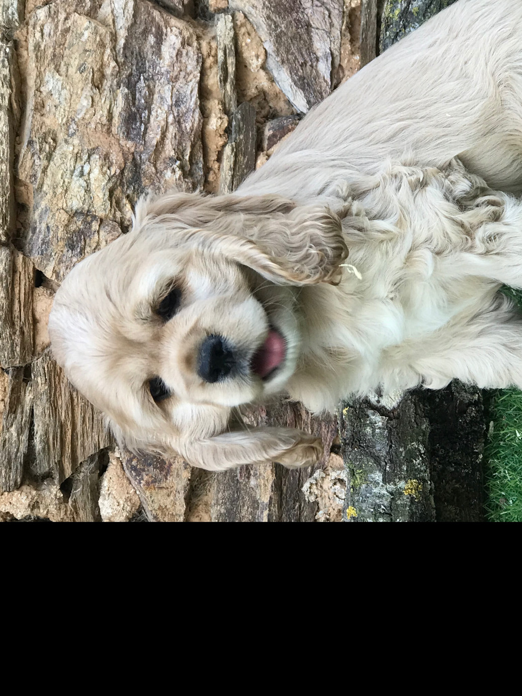 of caniland's dream - Chiots disponibles - American Cocker Spaniel
