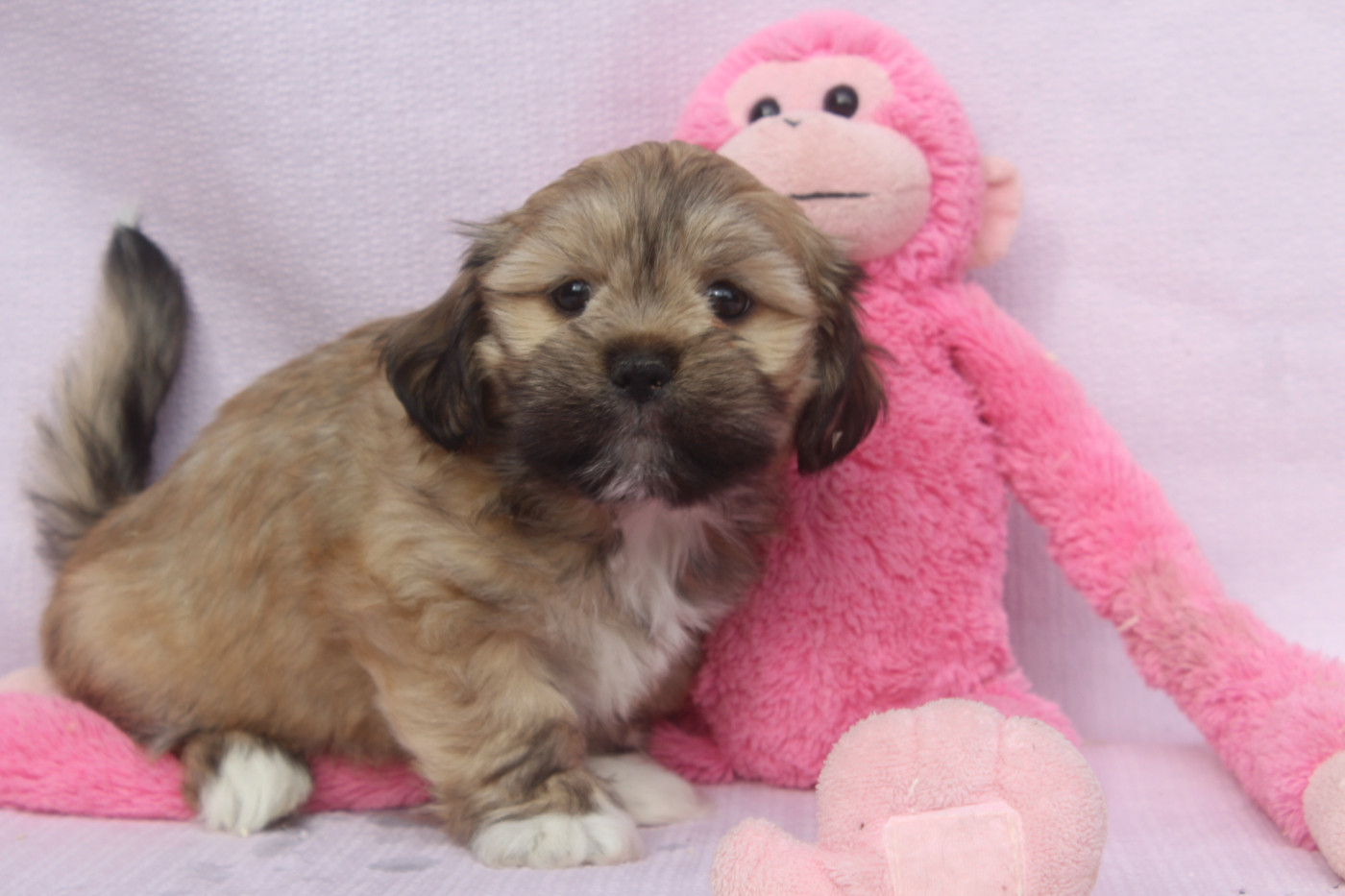 of caniland's dream - Chiots disponibles - Lhassa Apso