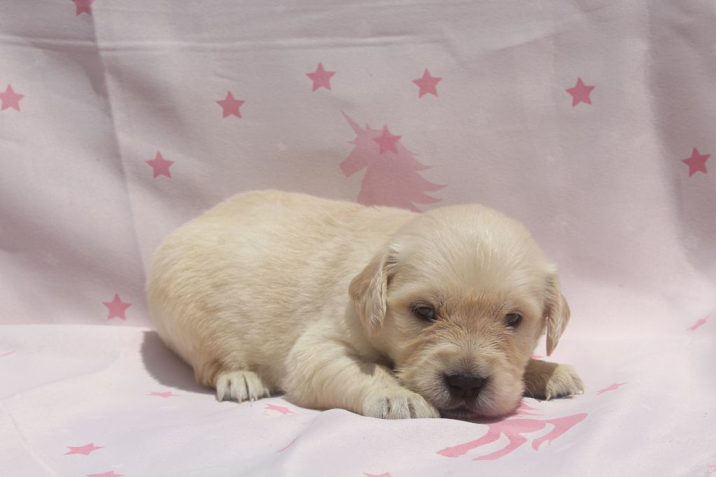 of caniland's dream - Chiots disponibles - Golden Retriever