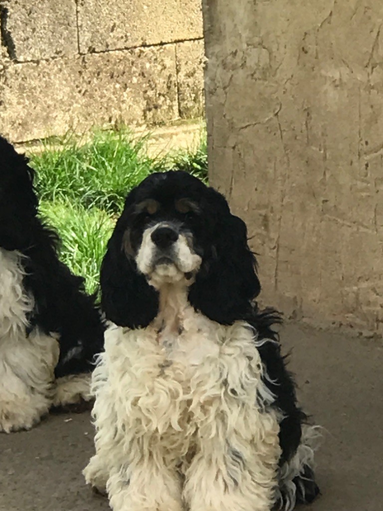 of caniland's dream - Chiots disponibles - American Cocker Spaniel