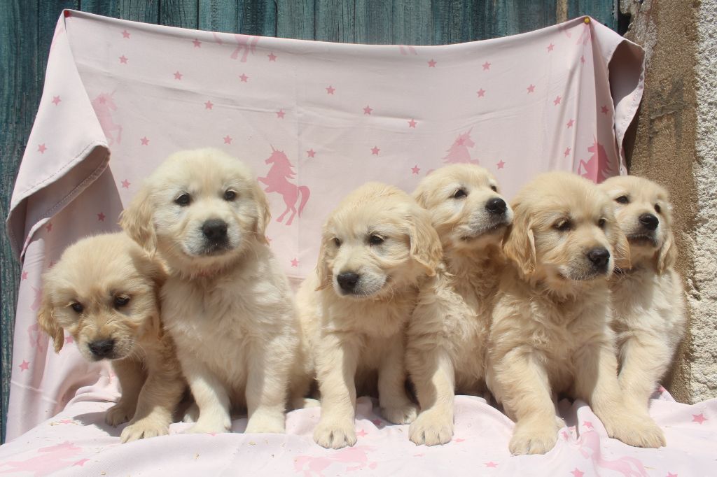 Chiot Golden Retriever of caniland's dream