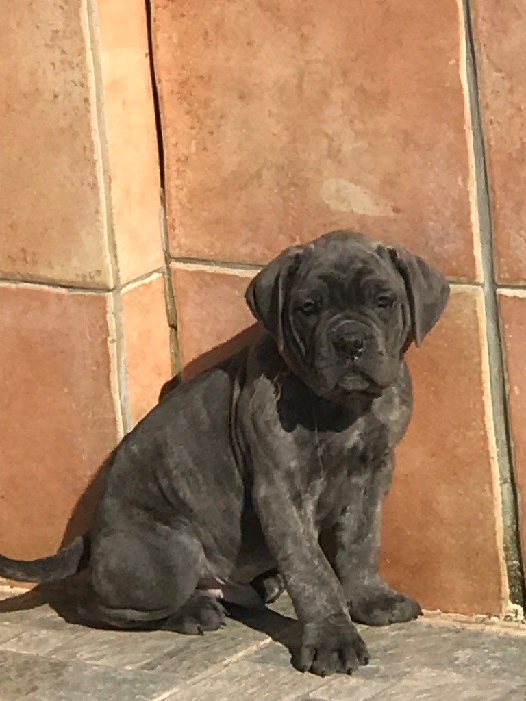 of caniland's dream - Chiots disponibles - Cane Corso