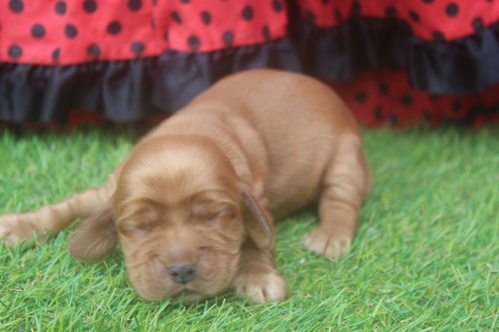 of caniland's dream - Chiots disponibles - Cocker Spaniel Anglais