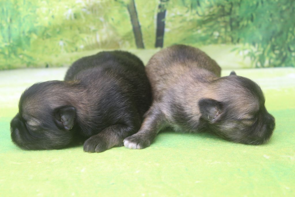Chiot Lhassa Apso of caniland's dream