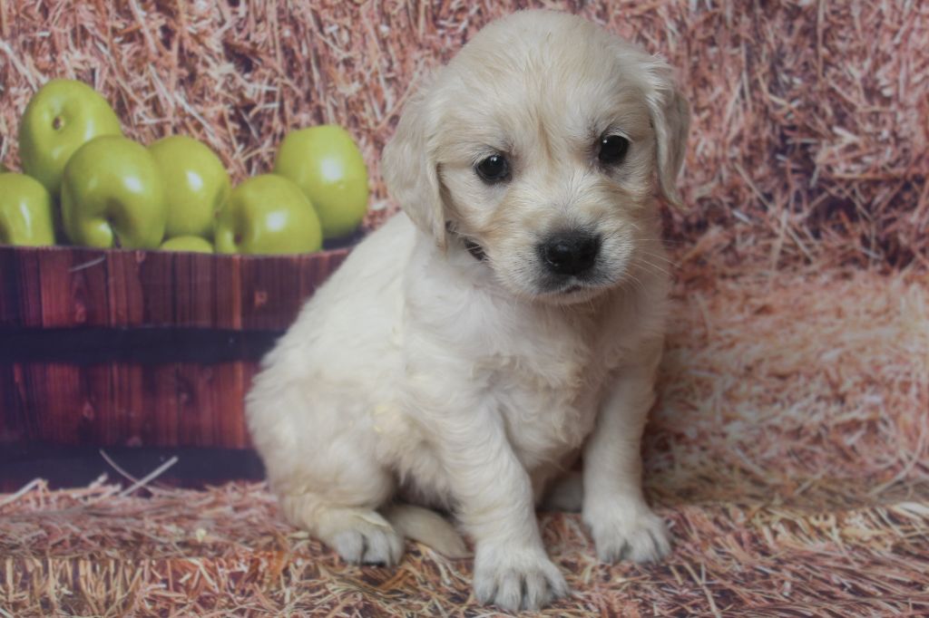 of caniland's dream - Chiots disponibles - Golden Retriever