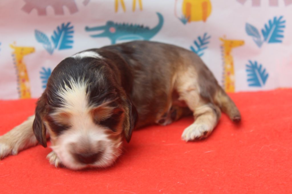 of caniland's dream - Chiots disponibles - Cocker Spaniel Anglais