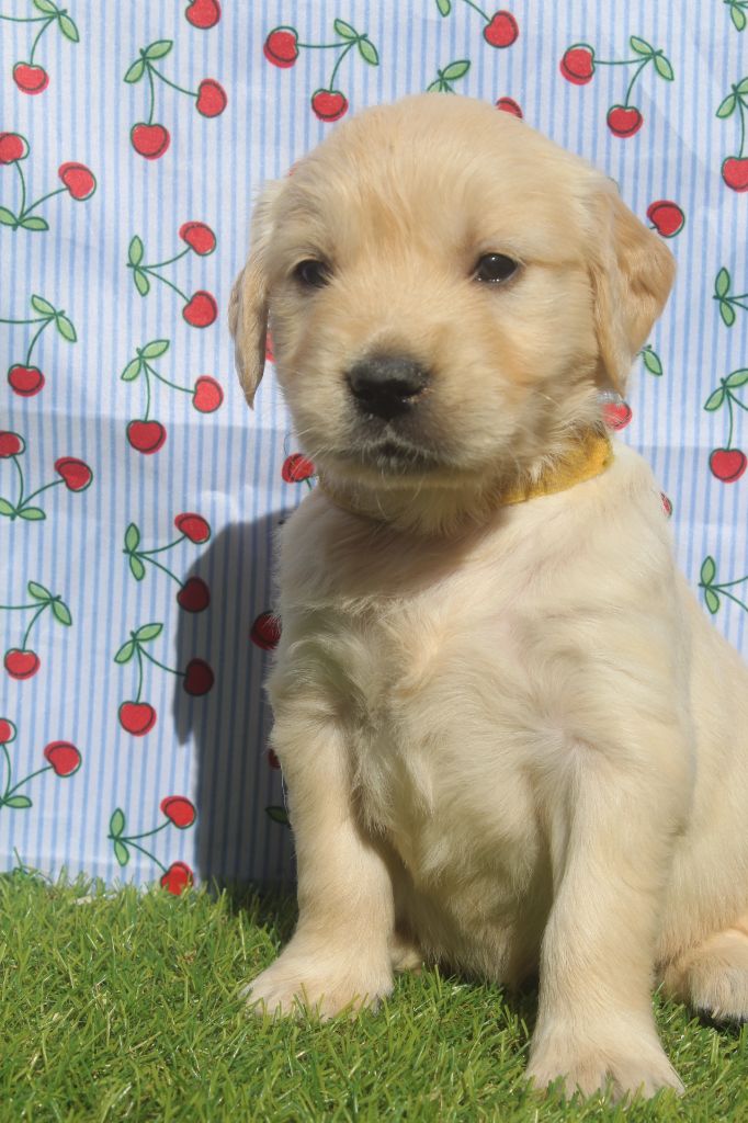 of caniland's dream - Chiots disponibles - Golden Retriever
