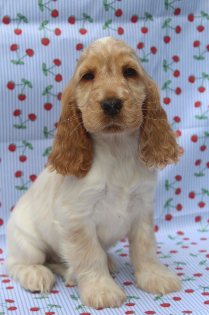 of caniland's dream - Chiots disponibles - Cocker Spaniel Anglais