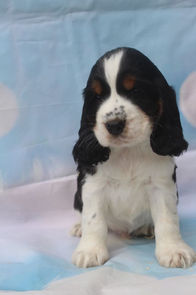 of caniland's dream - Chiots disponibles - Cocker Spaniel Anglais
