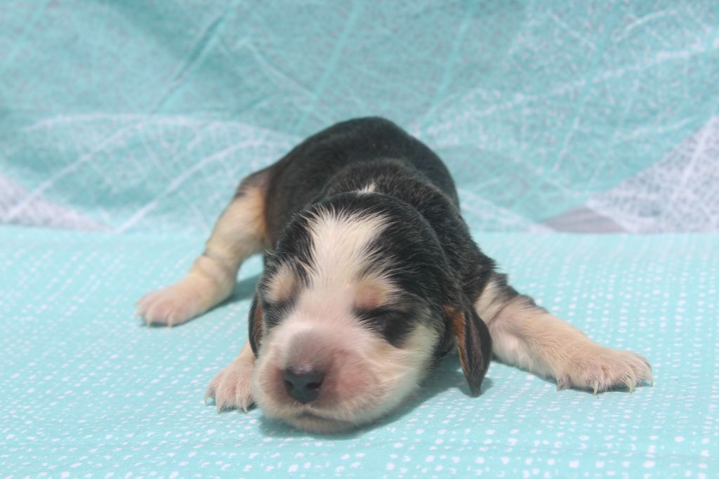 of caniland's dream - Chiots disponibles - Cocker Spaniel Anglais