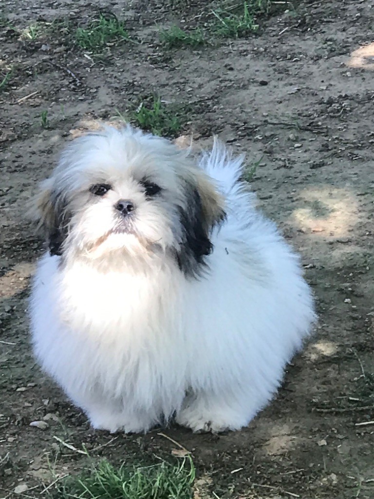 of caniland's dream - Chiots disponibles - Lhassa Apso