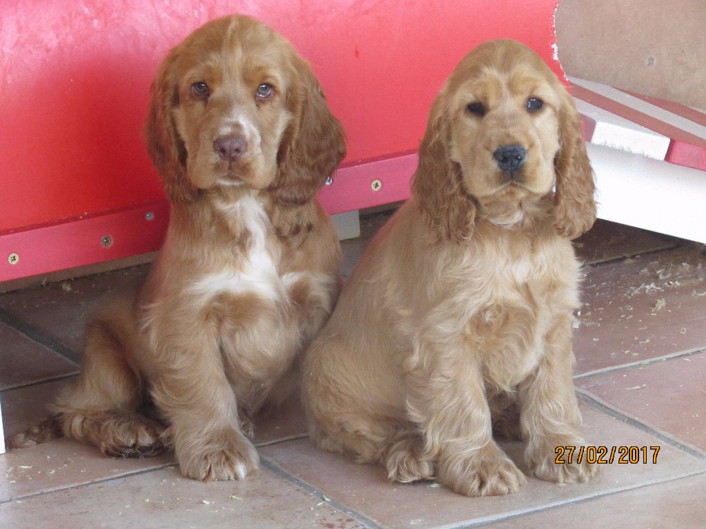 Chiot Cocker Spaniel Anglais of caniland's dream