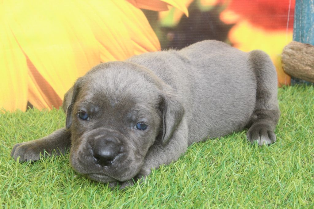 of caniland's dream - Chiots disponibles - Cane Corso