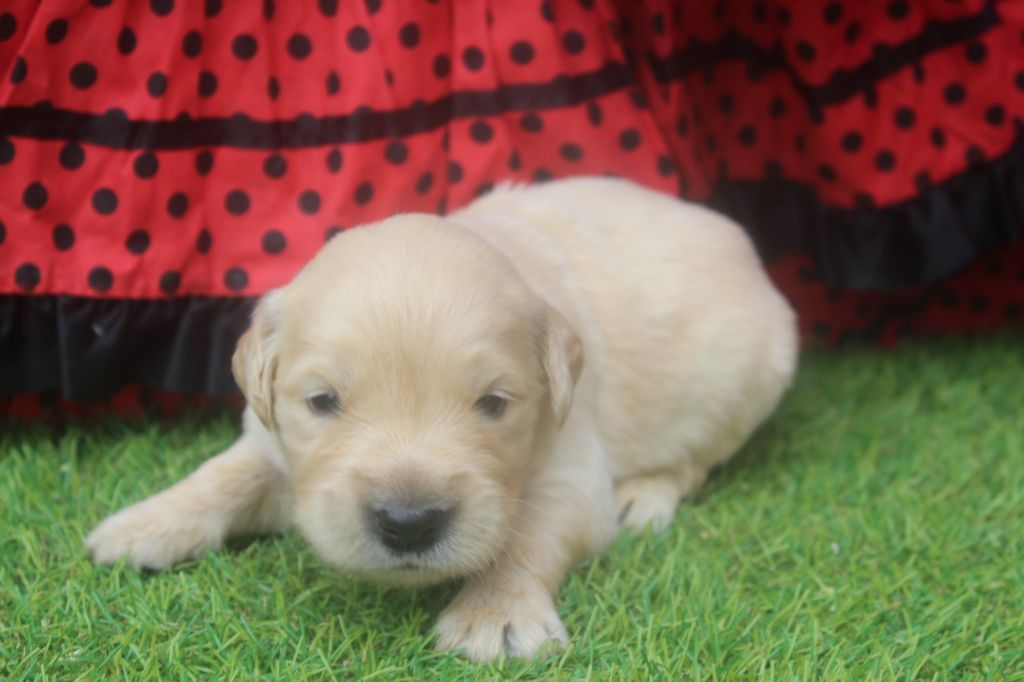 of caniland's dream - Chiots disponibles - Golden Retriever