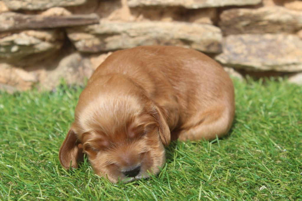 of caniland's dream - Chiots disponibles - Cocker Spaniel Anglais
