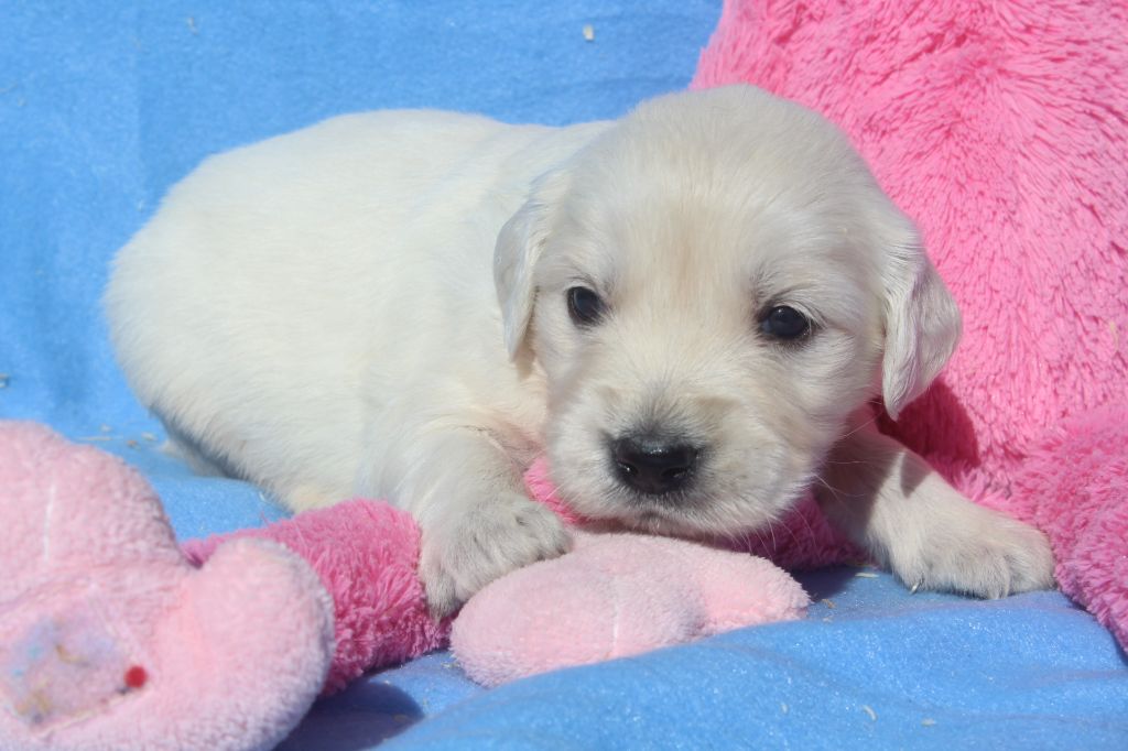 of caniland's dream - Chiots disponibles - Golden Retriever