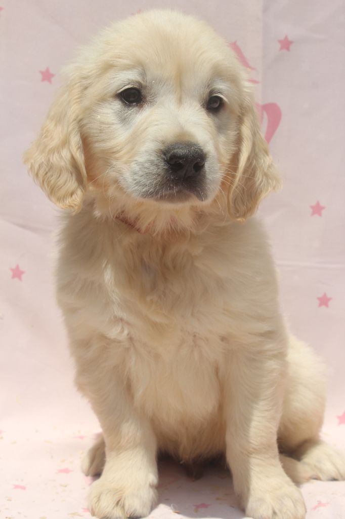 of caniland's dream - Chiots disponibles - Golden Retriever